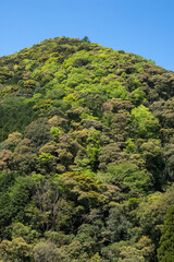 Obraz premium 新緑の山