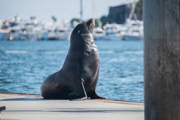 Sea lion enjoys the summer in Marina del Rey, CA
