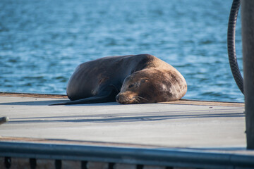 Sea lion enjoys the summer in Marina del Rey, CA