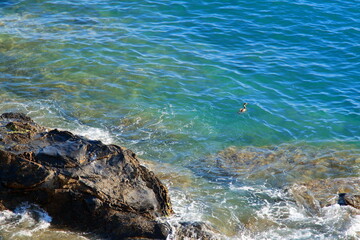 a cormorant fishing in the crystal clear water near a cliff