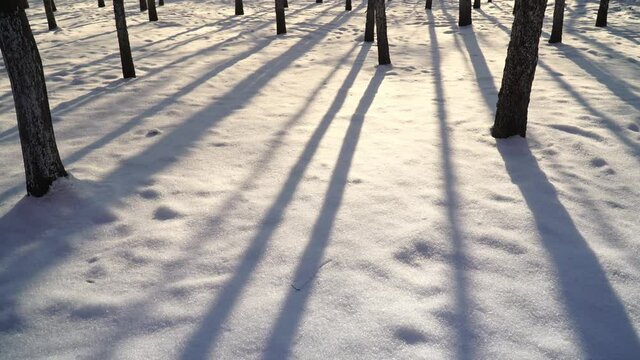 Time-lapse of woods, light and shadow in winter snow land