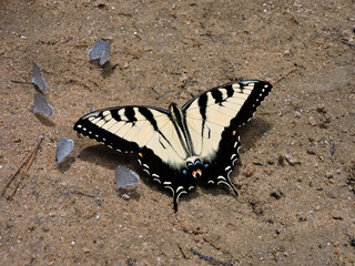 black swallowtail butterfly