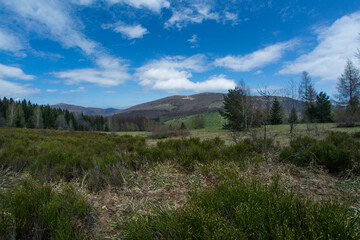 forest in the mountains in Poland 