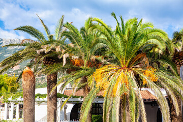 Coastal Resort and Palm Trees . Place for summer vacation