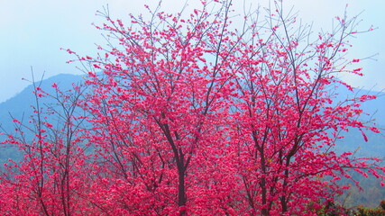 Obraz na płótnie Canvas Cherry blossoms in Dali, China.
