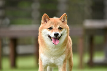 ドッグランで遊ぶ柴犬