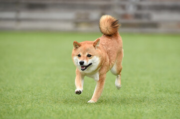 ドッグランで遊ぶ柴犬