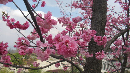 Cherry blossoms in Dali, China.