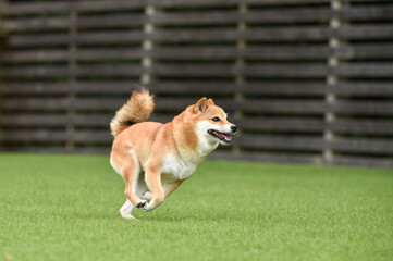 ドッグランで遊ぶ柴犬