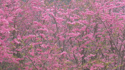 Obraz premium Cherry blossoms in Dali, China.