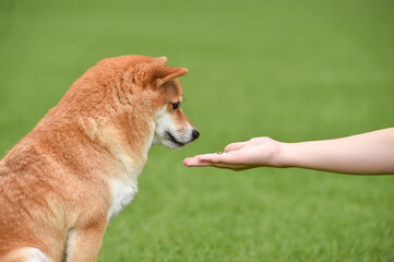 飼い主にお手をする柴犬