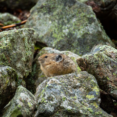 American Pika resting on rock