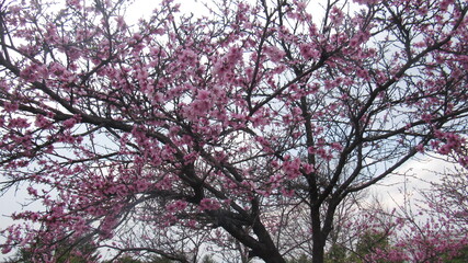 Cherry blossoms in Dali, China.