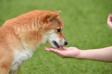おやつやエサをもらう柴犬