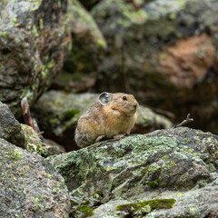 American pika resting on rock