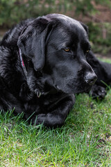 black labrador retriever