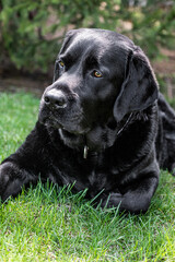 black labrador retriever