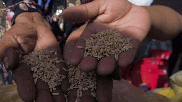 Old Women's Hands Showing Newly Harvested Rice Grains In The Market - closeup shot