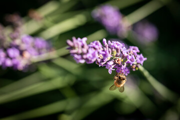 Honey been on lavender