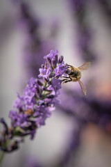 Honey bee on lavender