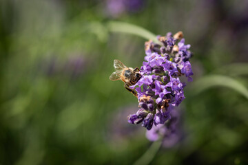 Honey bee on lavender