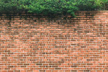 Old brick wall with green leaves on the top.