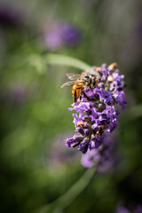 Honey bee on lavender