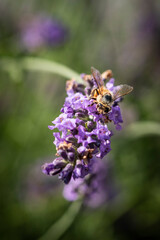 Honey bee on lavender
