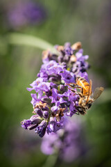 Honey bee on lavender