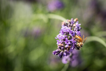 Honey bee on lavender