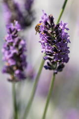 Honey bee on lavender