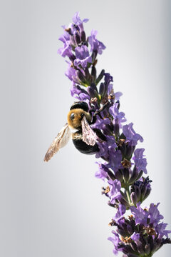Bomble bee on lavender