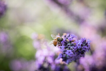 Honey bee on lavender
