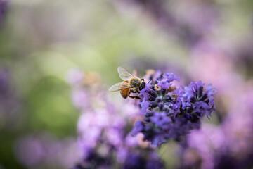 Honey bee on lavender