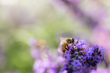 Honey bee on lavender
