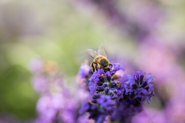 Honey bee on lavender