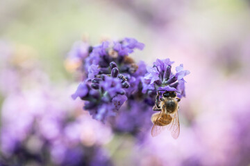 Honey bee on lavender