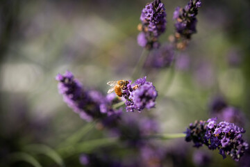 Honey bee on lavender