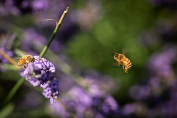 Honey bee on lavender