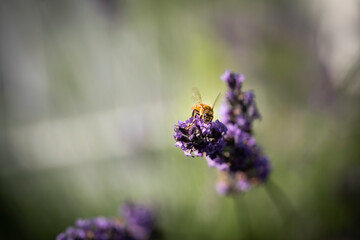 Honey bee on lavender