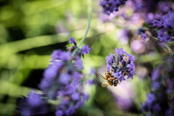 Honey bee on lavender