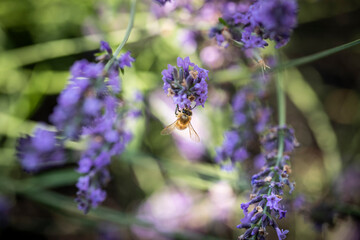 Honey bee on lavender