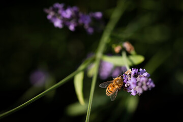 Honey bee on lavender