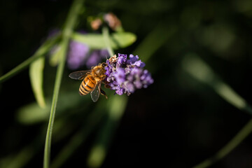 Honey bee on lavender