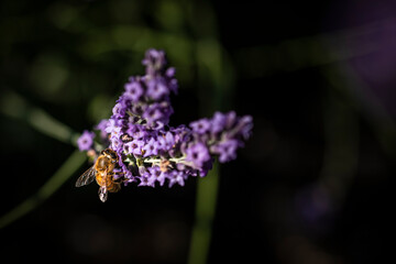 Honey bee on lavender
