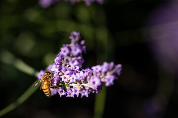 Honey bee on lavender
