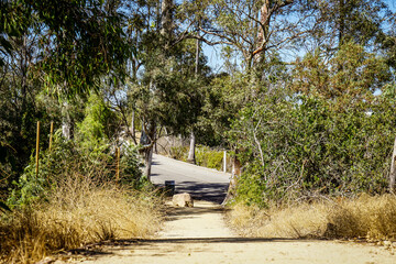 Obraz premium trail in the forest