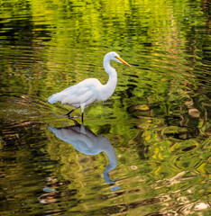 snowy egret,Egretta thula