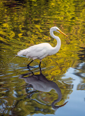 snowy egret,Egretta thula