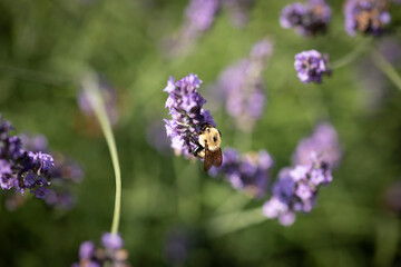Honey bee on lavender